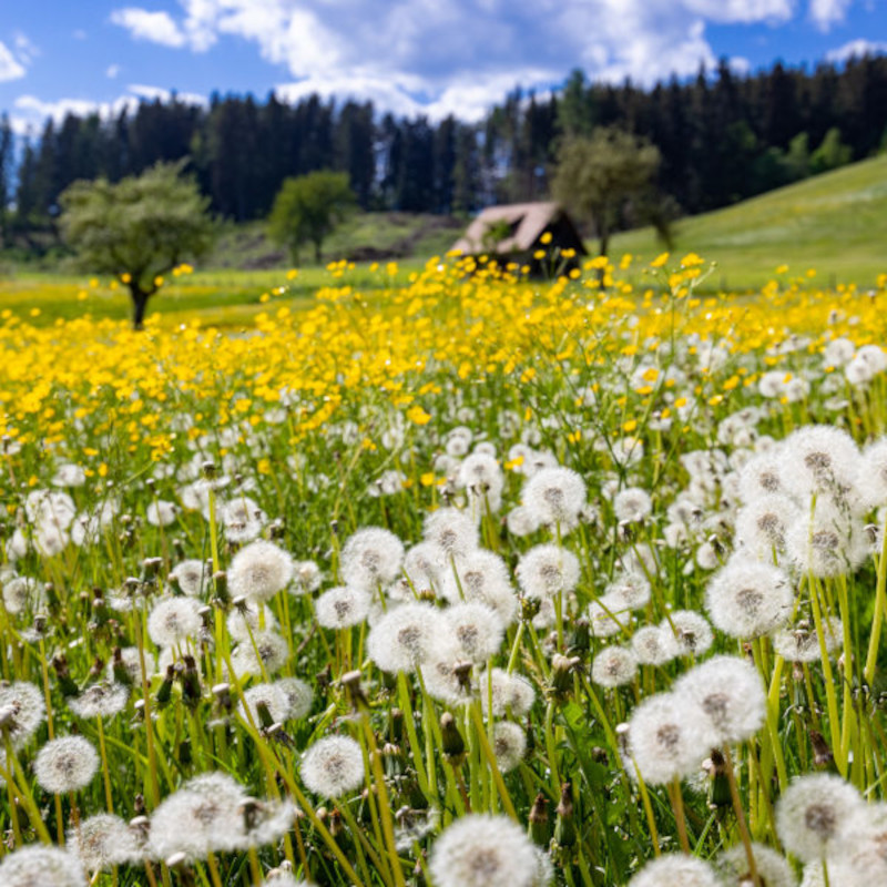 Vorschaubild: Sommer